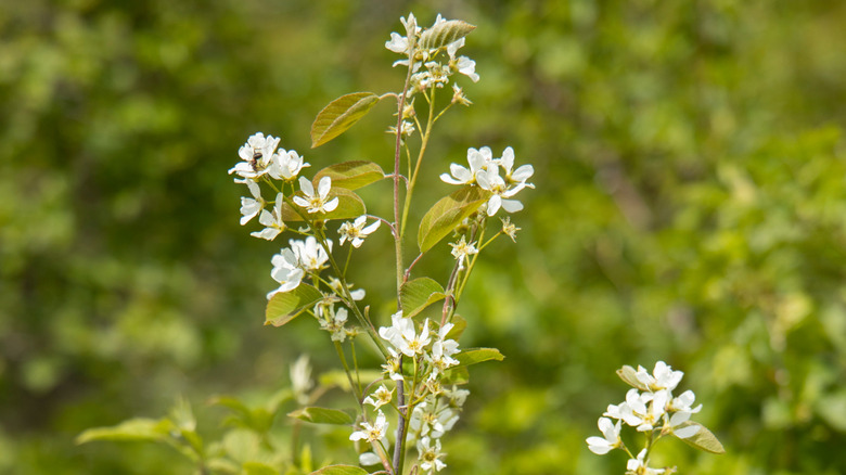 A shadblow serviceberry tree is in full bloom, looking small compared to the trees behind it