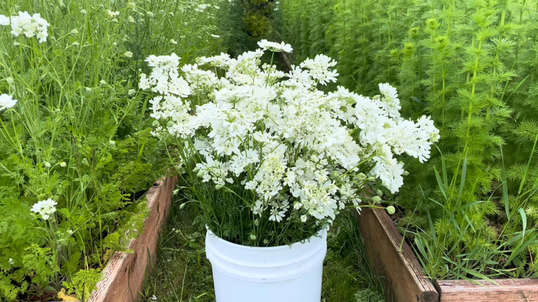 A bucket of cut orlaya blossoms between garden beds, ready for the florist.