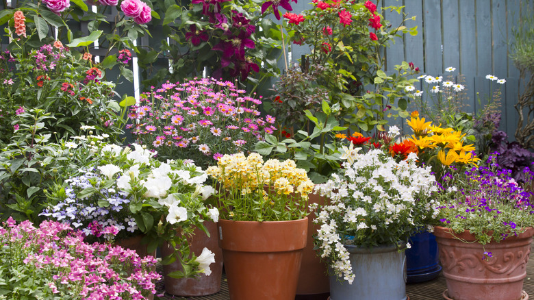 Container garden full of different colorful summer flowers.
