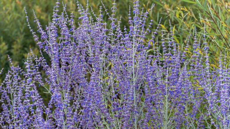 Dense clusters of purple Russian sage flowers stand against a green leafy background
