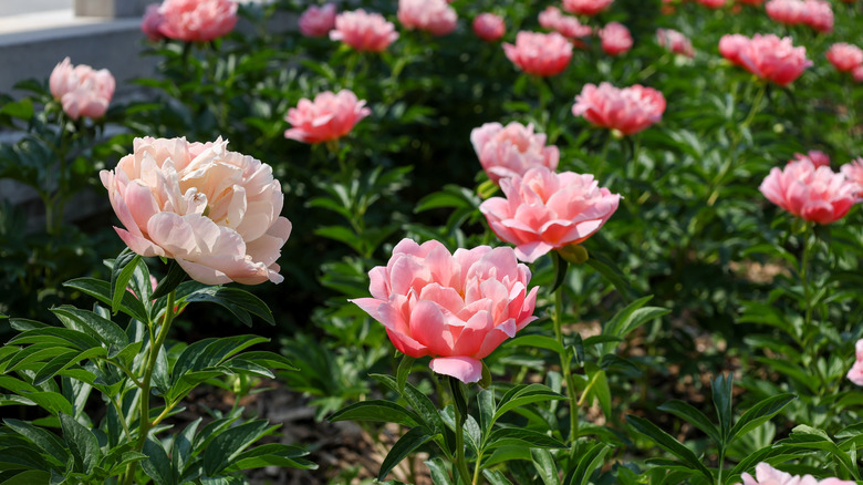Pink peonies are blooming in the garden.