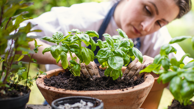 Gardener plants basil