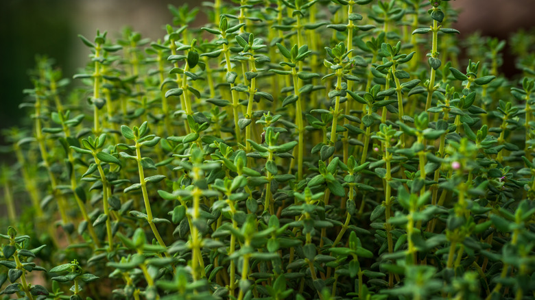 Thyme