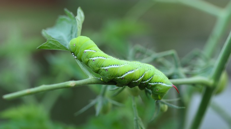 Hornworm on tomato plant