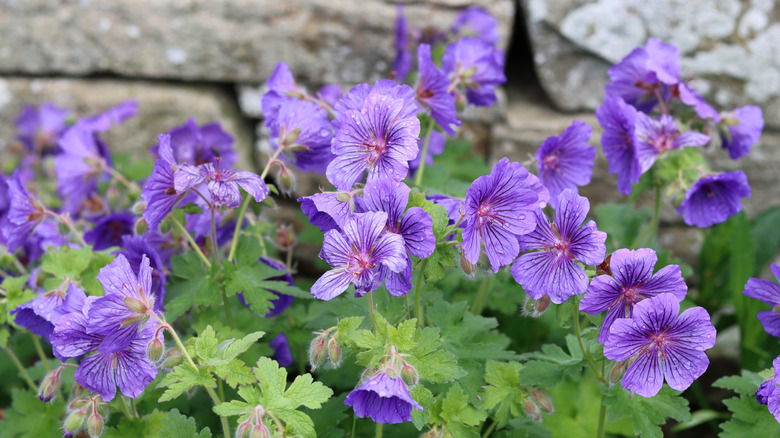 Purple cranesbill flowers in the garden