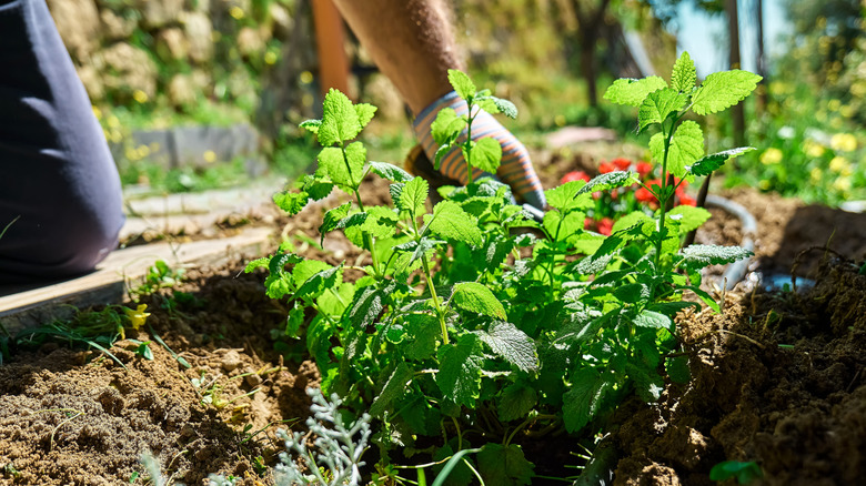 Gardener planting lemon balm in the garden