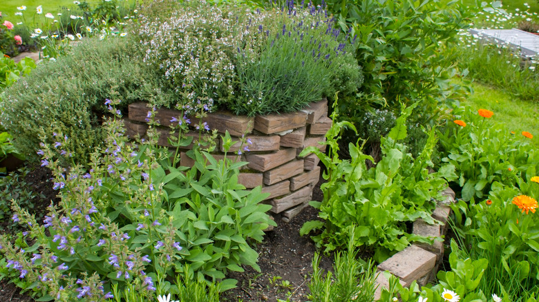 Herb garden with many types of plants