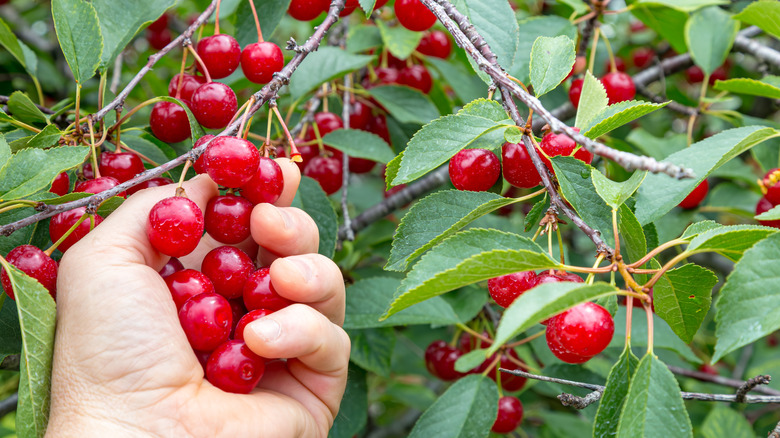 Person picking Montmorency cherries