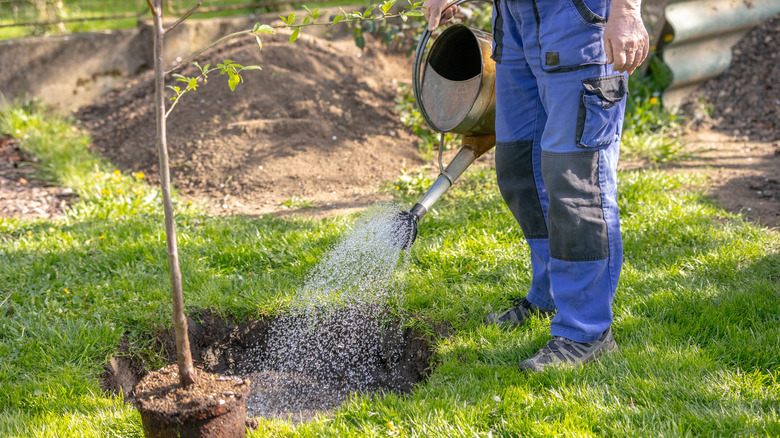Gardener spraying a sapling with water before planting it