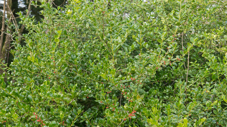 An Ilex cornuta 'Burfordii' shrub with berries growing on the evergreen stems.