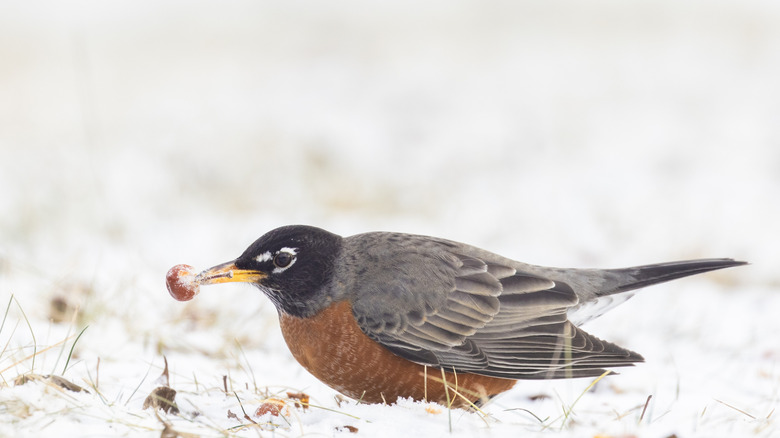 An American robin with a seed in its beak perches on the snowy ground.