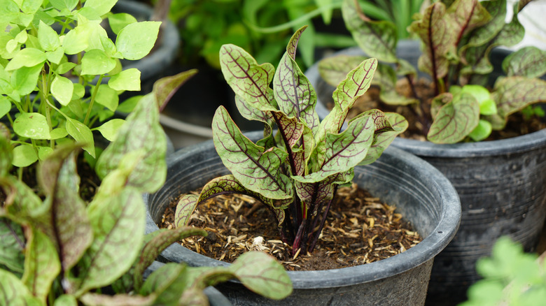 a Red Veined Sorrel in a plant pot under morning light