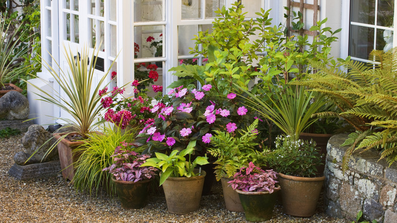 Plant This Eye-Catching Perennial Herb In Your Container Garden For A Tasty Harvest.