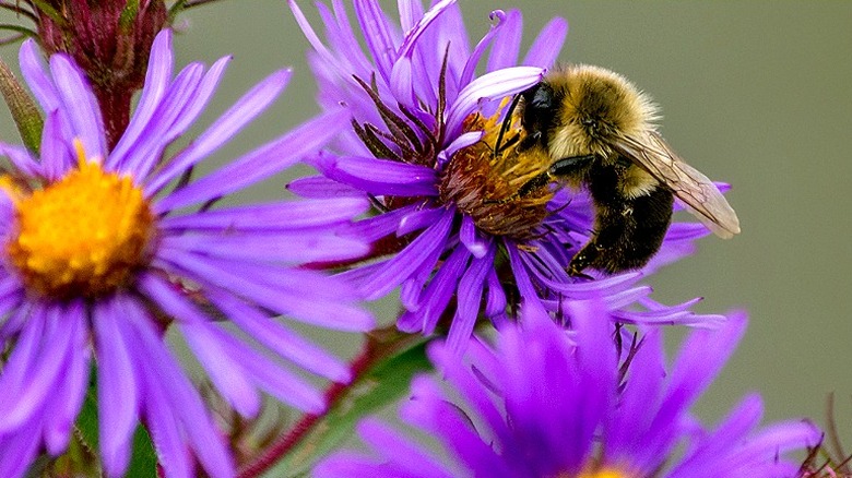 Close-up of a bee visiting an aromatic aster plant