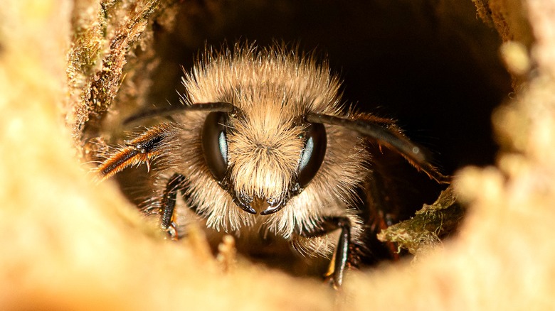 Close-up of a mason bee sitting in a tunnel