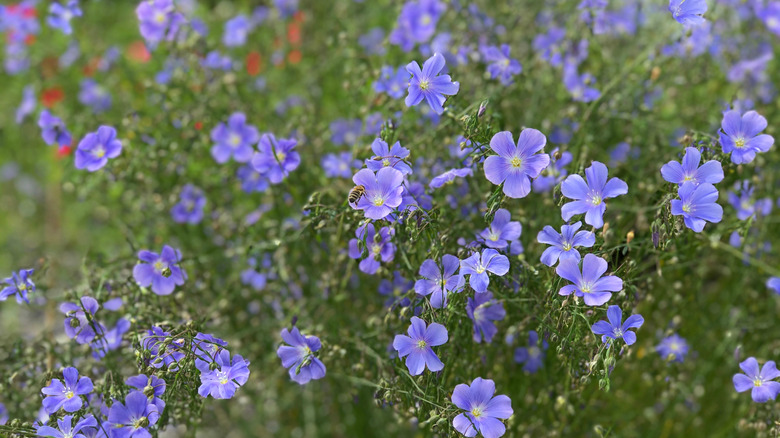A large clump of Lewis flax in a flower garden