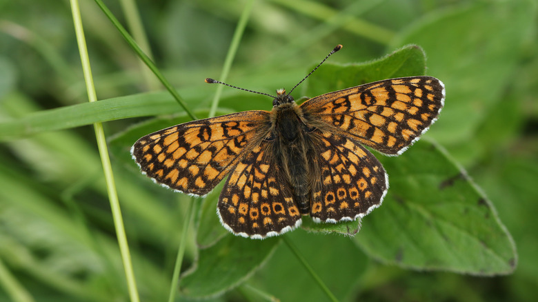 A pretty fritillary butterfly on a green leaf