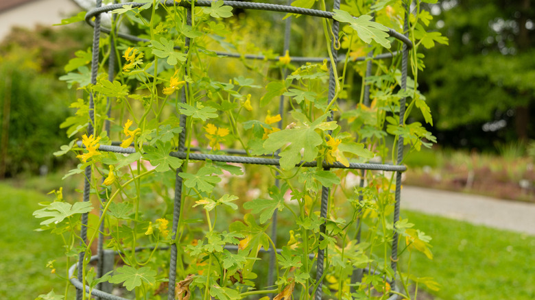 A yellow-flowering canary creeper climbing on a metal cage-style trellis in a large backyard.