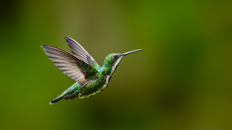 A black-throated mango hummingbird hovers in the air against a blurry green background.
