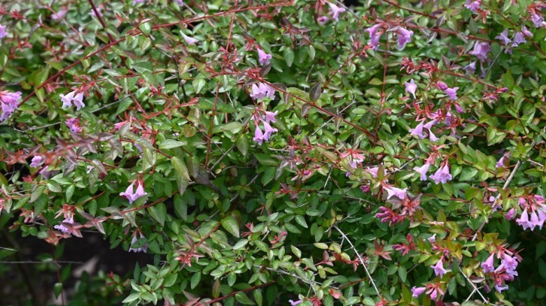 Blooming glossy abelia shrub with pink flowers and green leaves.