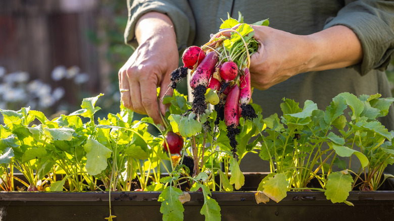 Woman harvesting radishes growing in planter.