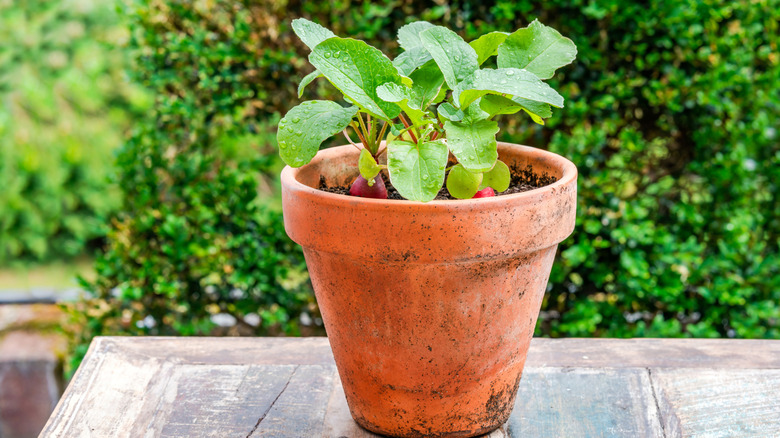 Radishes growing in terra cotta clay pot.