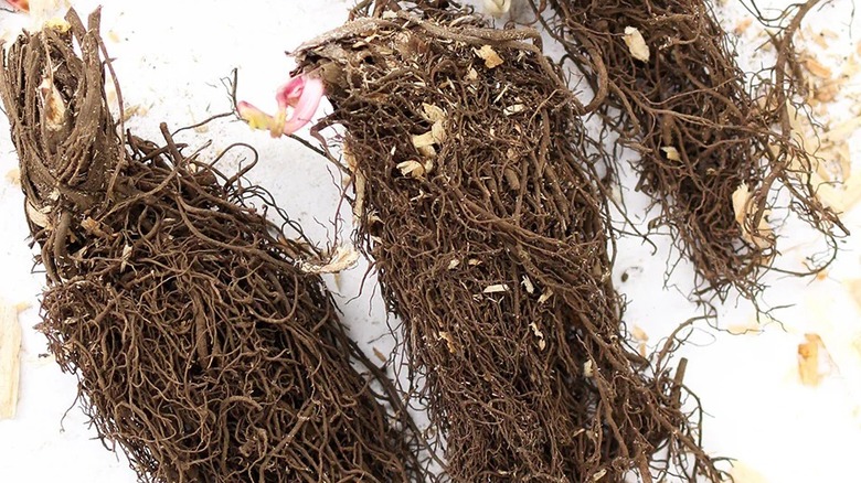 Three Astrantia 'Star of Billions' root divisions or bare root plants.