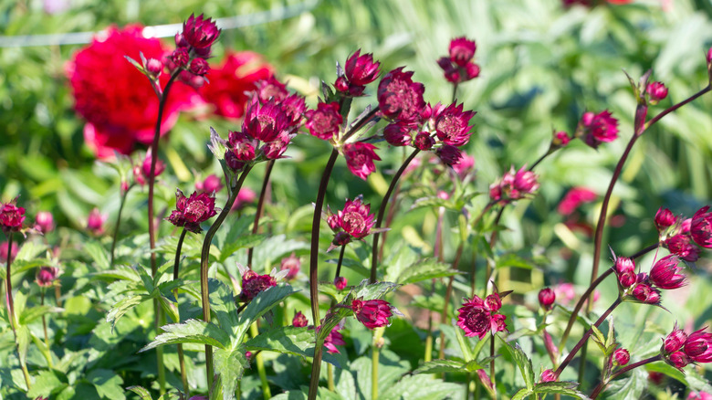Red astrantia flowers in the garden.