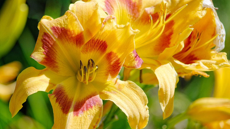The ruffled yellow and red flowers of a Rainbow Rhythm 'Tiger Swirl' daylily.