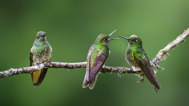 Hummingbirds perched on a branch interact with each other.
