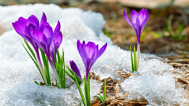 purple crocus blooming in the melting snow
