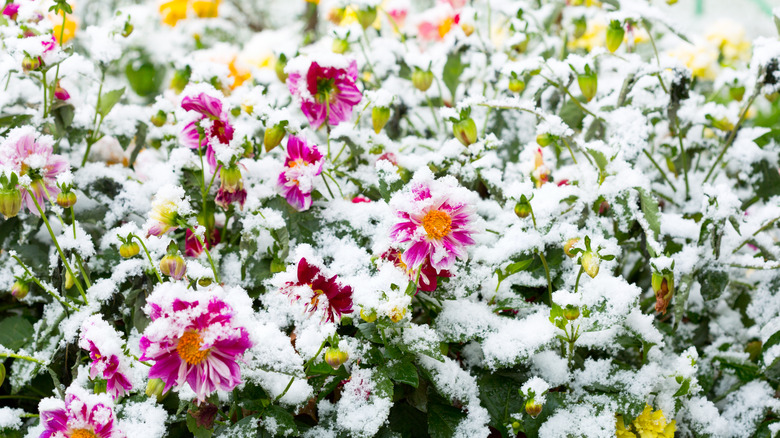 flower garden covered in light snow