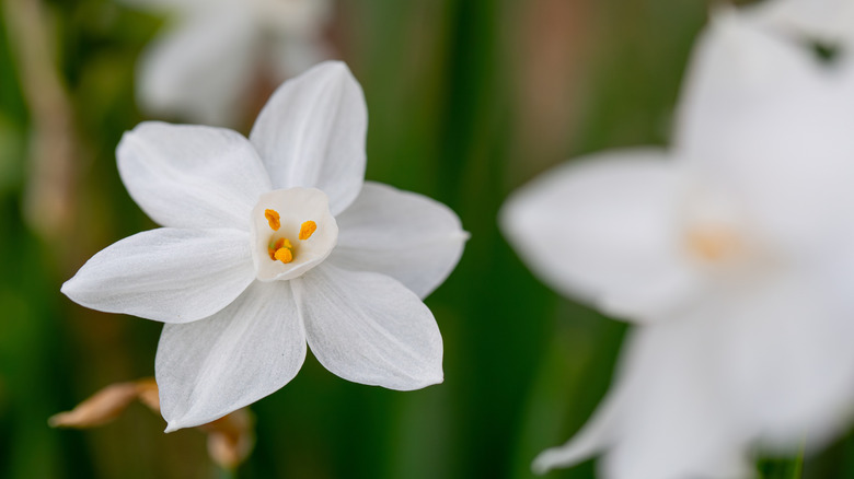 Close up of a paperwhite narcissus