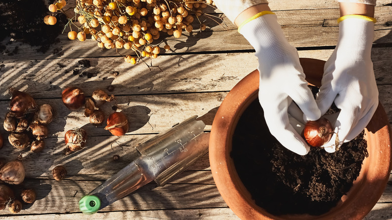 Person planting bulbs in a pot