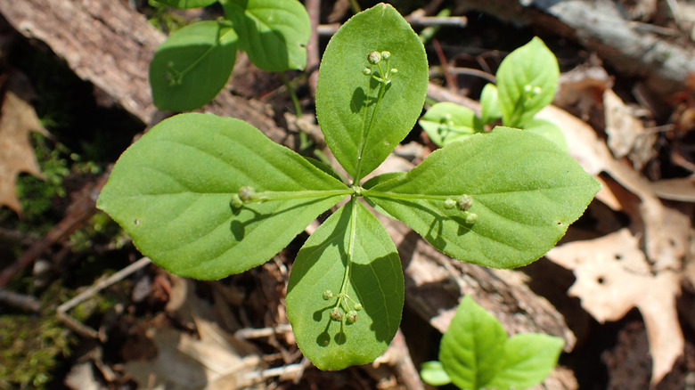 flowering Euonymus obovatus growing as a groundcover