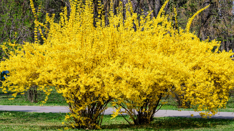 forsythia bushes blooming