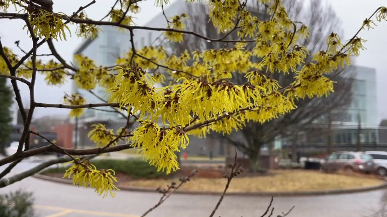 The stringy yellow flowers of an Arnold Promise witch hazel are wet with rain near a city building.