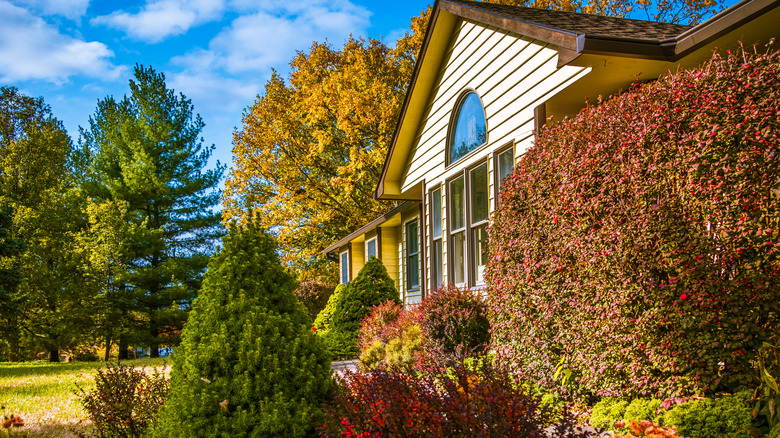 Shrubs with green, red, and yellow foliage surround the front exterior of a white house.
