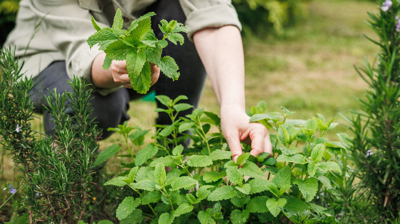 A woman is picking leaves from a lemon balm plant in her herb garden