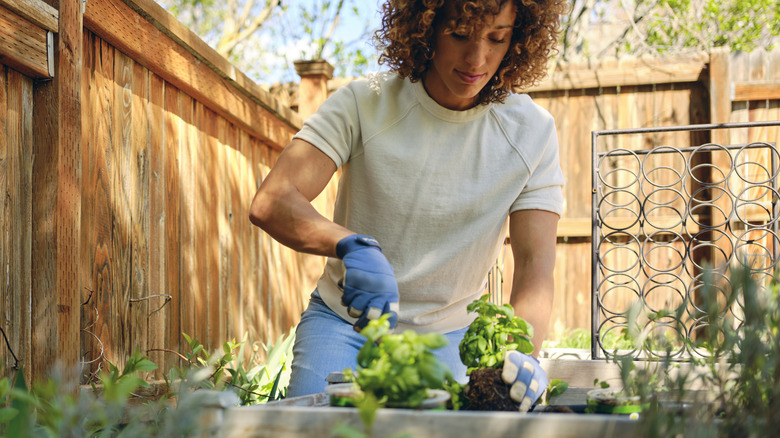 Woman planting herbs in a raised bed in a garden