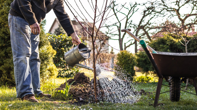 A person watering a young tree in their yard