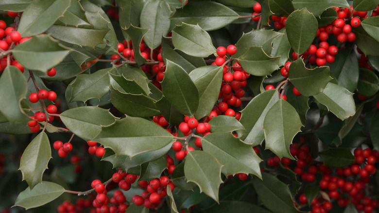 American holly with spiky leaves and red berries