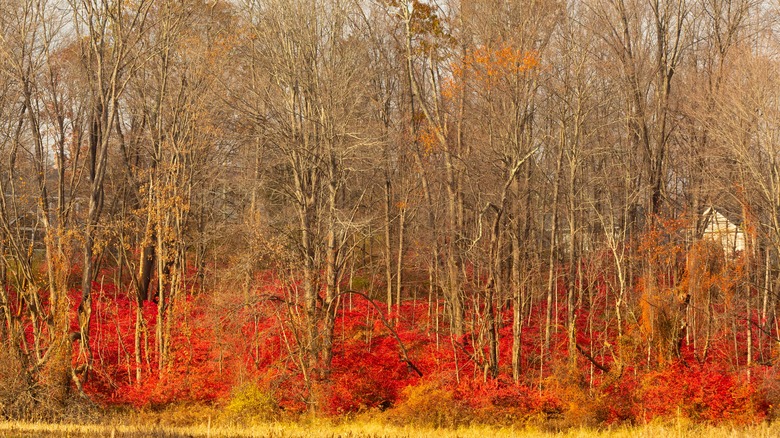 Invasive burning bush shrubs spread throughout woods