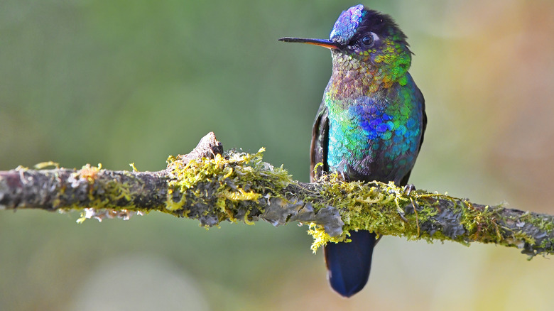 Hummingbird on a tree branch