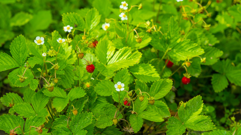 Wild strawberries in bloom with flowers and fruit