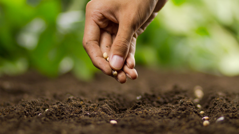 person planting seeds