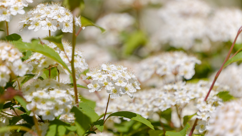 Bridal-wreath spirea branches in full bloom with white flowers