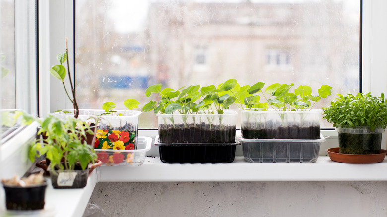 Variety of plants growing indoors on a windowsill