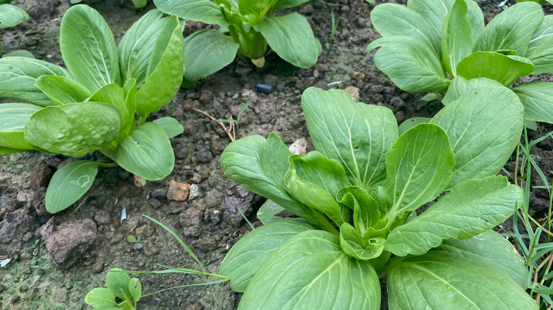 Mustard greens growing in the soil