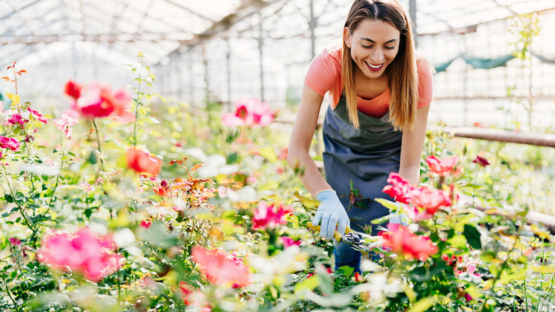 a gardener working with pink flowers in a greenhouse